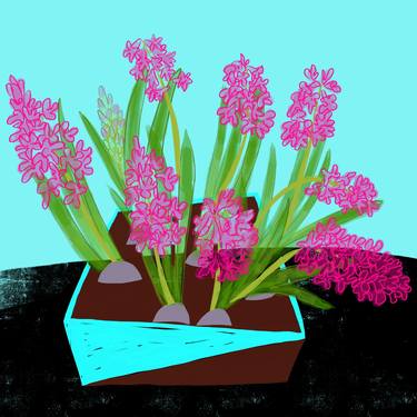 Pink Hyacinth thumb