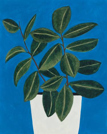 Rubber Plant on Blue thumb