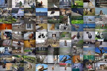 Ukraine Animals. 81 images, February - April 2024 thumb