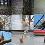 Ukraine Squirrels