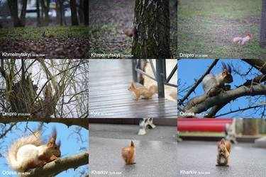 Ukrainian Squirrels. March, April 2024 thumb