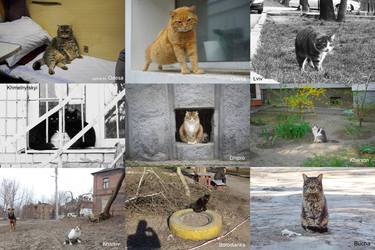 Ukraine Cats. February-April, 2024 thumb