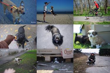Original Documentary Dogs Photography by Aleksejs Kuznecovs