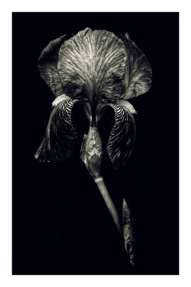 Original Botanic Photography by William Spring