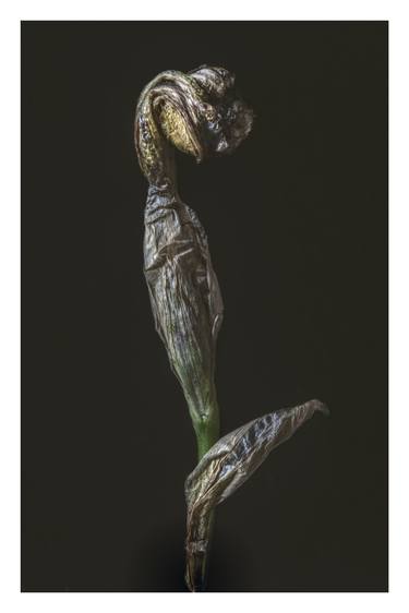 Print of Figurative Still Life Photography by Will Spring