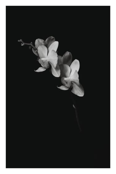 Print of Realism Still Life Photography by Will Spring
