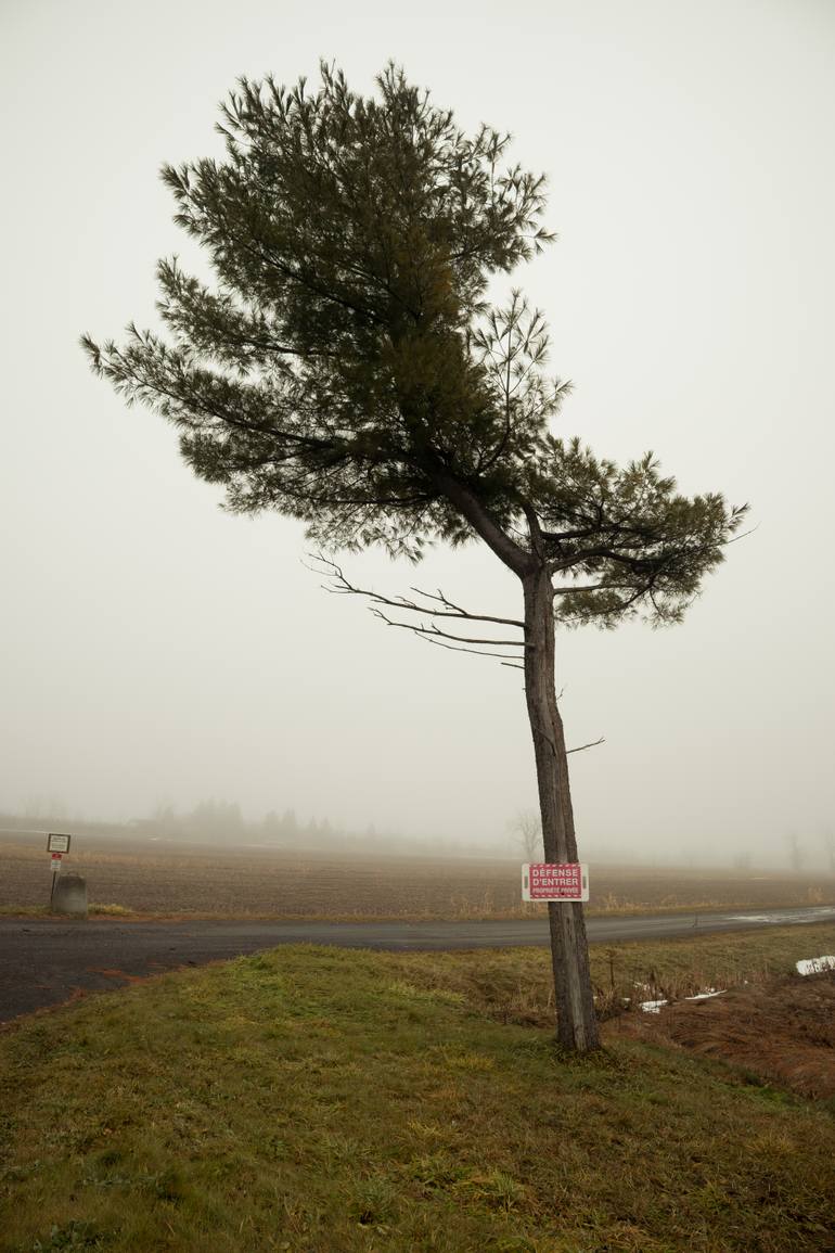 Original Nature Photography by Yasmine Faddal | Realism Art on Paper | The Solo Tree - Limited Edition of 3