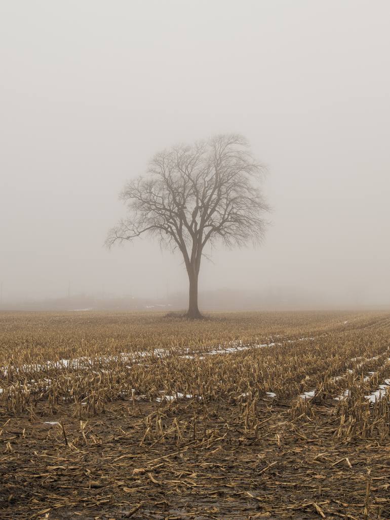 Original Nature Photography by Yasmine Faddal | Realism Art on Paper | Guardian of the Field - Limited Edition Of 5