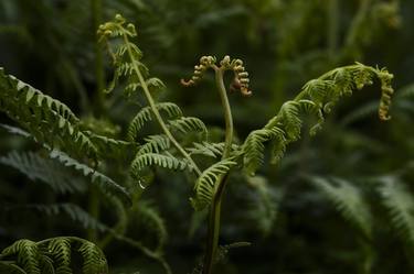 Original Abstract Nature Photography by Lotte Grarup