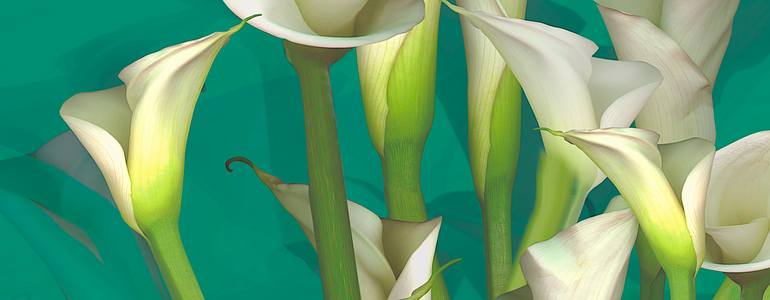 Original Conceptual Floral Photography by Patrick Beilman