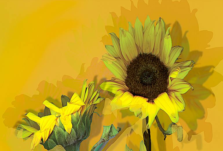 Original Conceptual Floral Photography by Patrick Beilman