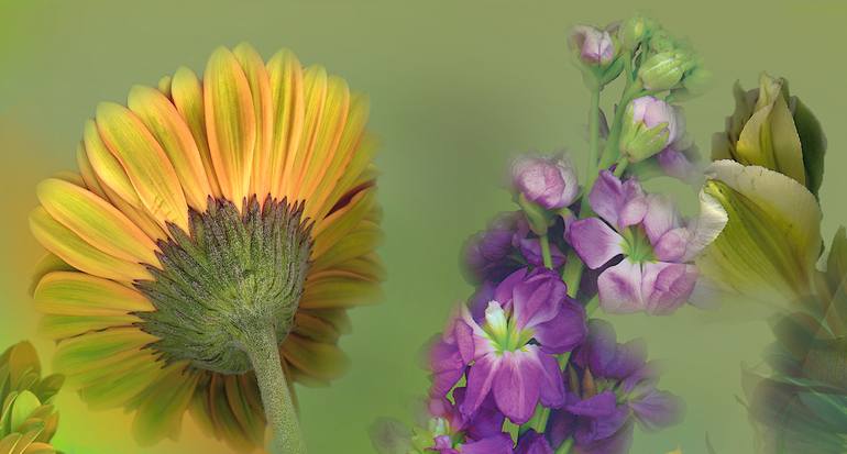 Original Conceptual Floral Photography by Patrick Beilman