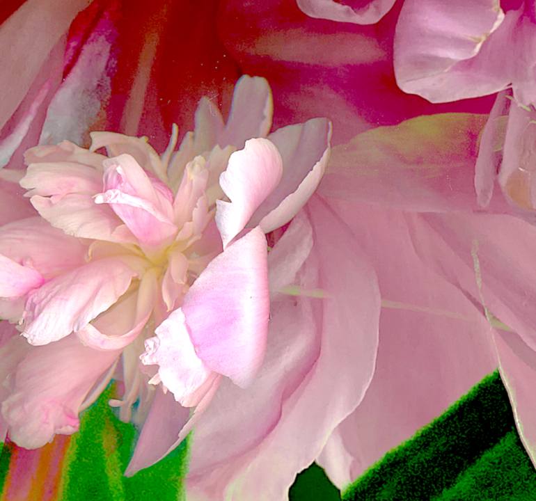 Original Conceptual Floral Photography by Patrick Beilman