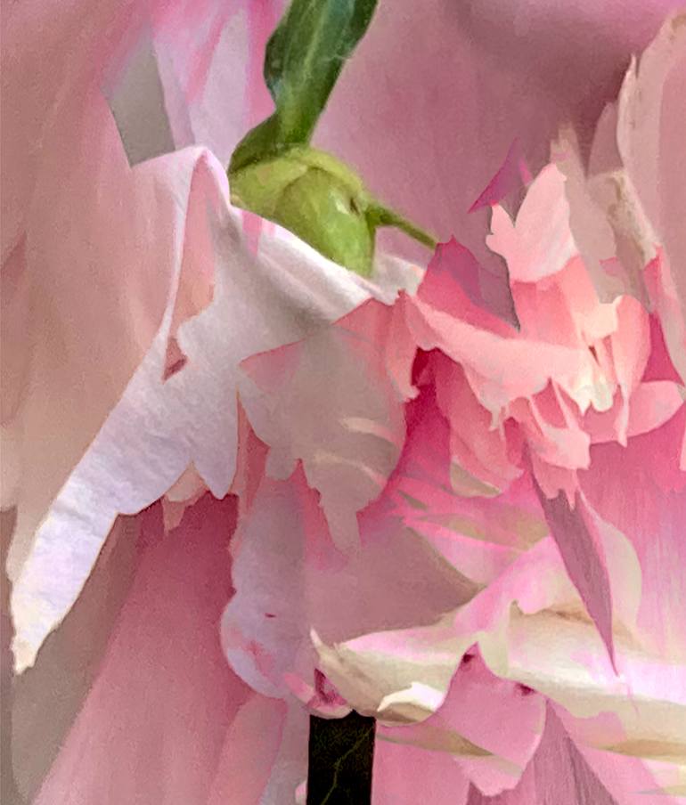 Original Conceptual Floral Photography by Patrick Beilman