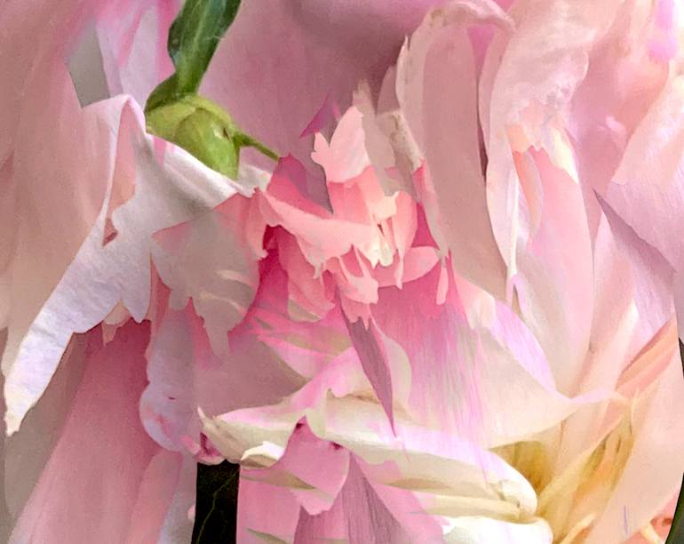 Original Conceptual Floral Photography by Patrick Beilman