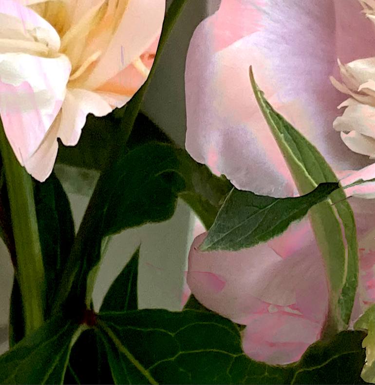 Original Conceptual Floral Photography by Patrick Beilman