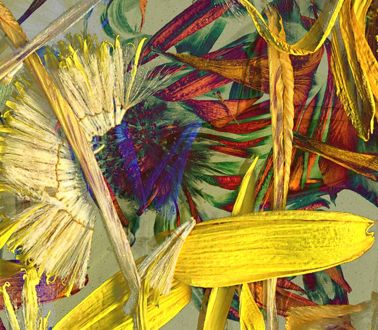 Original Conceptual Botanic Photography by Patrick Beilman