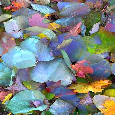Original Color Field Painting Botanic Photography by Patrick Beilman