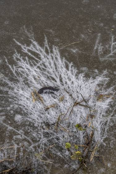 Print of Contemporary Botanic Photography by Simone Massafra