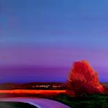Violet Field by Francesca Currie