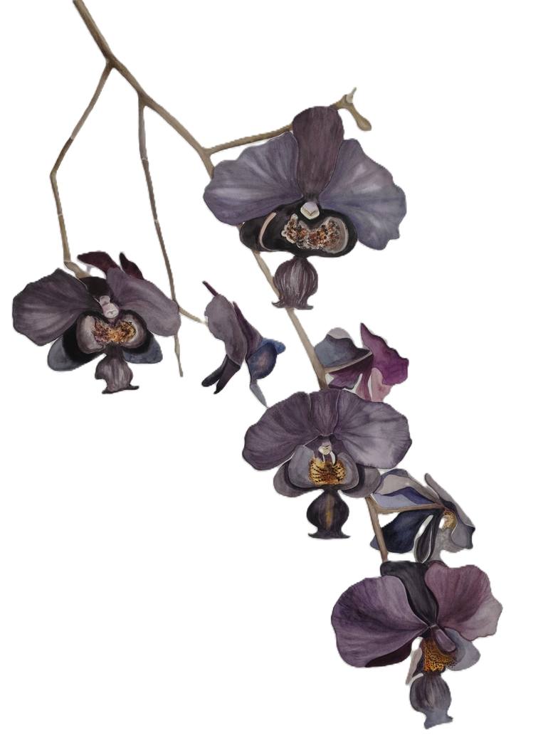 Original Botanic Painting by Vita Stephan | Illustration Art on Paper | Black Orchid Nocturne Botanical Watercolor