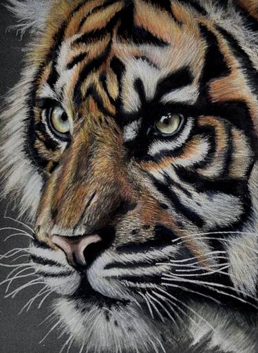 Original Photorealism Cats Drawings by chris may