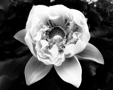 Original Black & White Floral Photography by Sanzhi Chieh