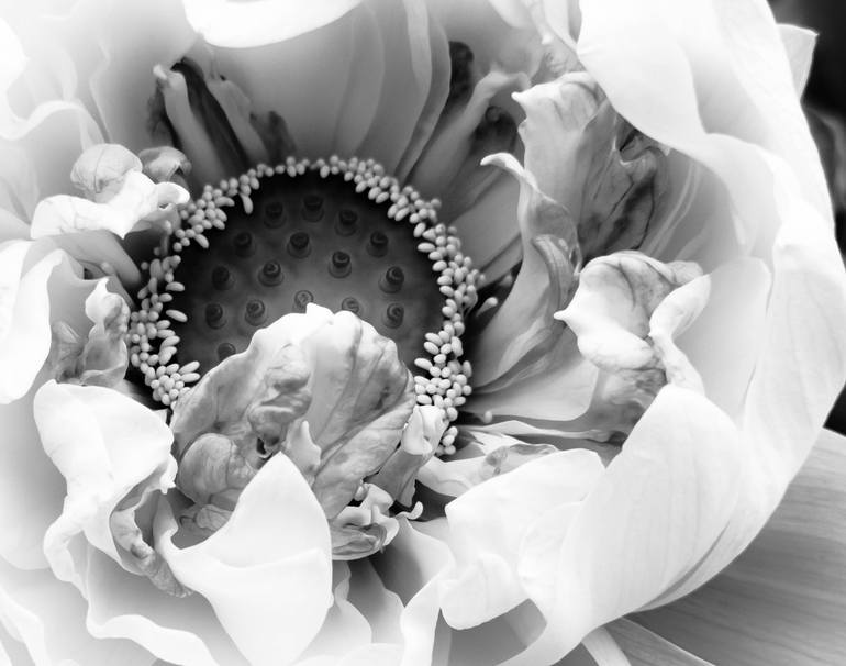 Original Black & White Floral Photography by Sanzhi Chieh