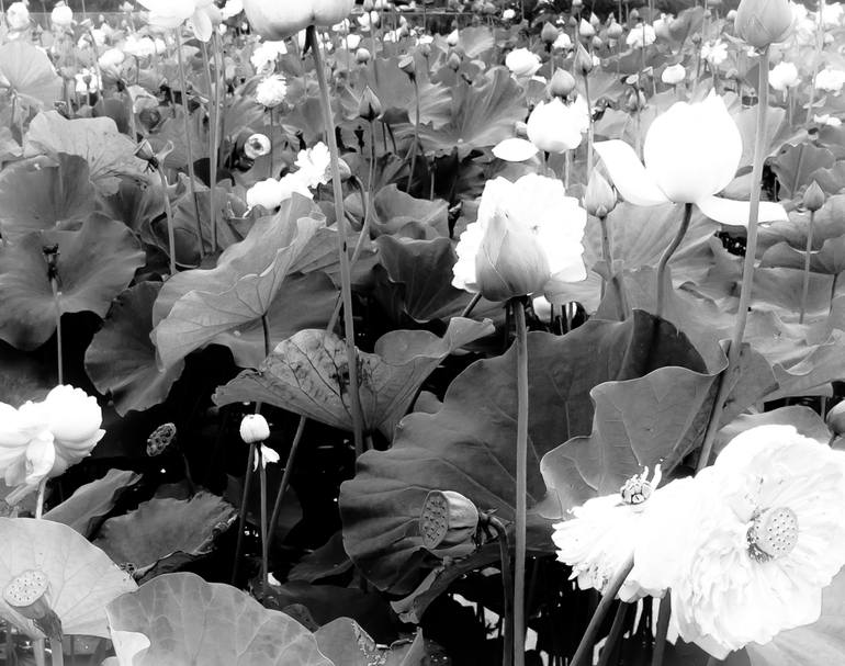 Original Black & White Floral Photography by Sanzhi Chieh