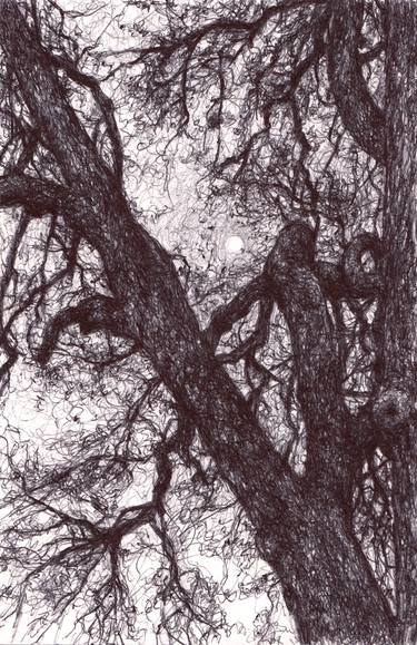 Print of Tree Drawings by Colleen Blackard