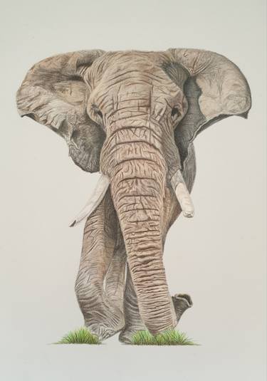 Original Realism Animal Drawings by Steve Gibbins