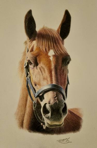 Original Realism Animal Drawings by Steve Gibbins