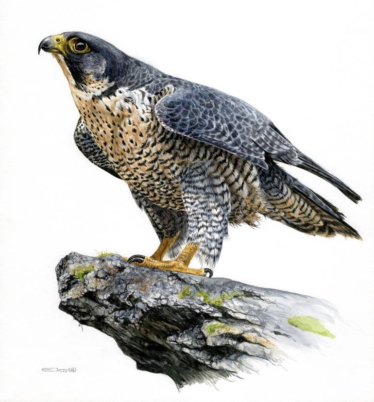 Original Photorealism Animal Mixed Media by Esther Van Hulsen