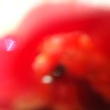 Red Pepper redux - Limited Edition 1 of 100 by Alexandra Masson