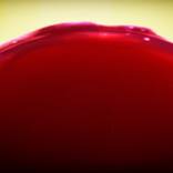 Wine - Limited Edition 1 of 100 by Alexandra Masson
