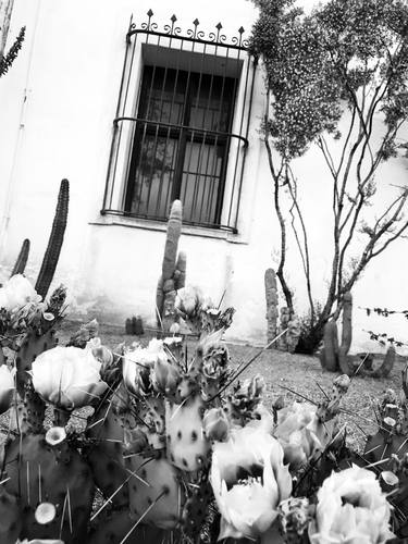 Original Digital Art Garden Photography by De Spinoza