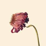 Collection Botanical Art Prints