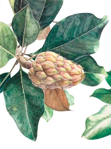 Original Figurative Botanic Drawings by Clarissa Patrianova Valaeys