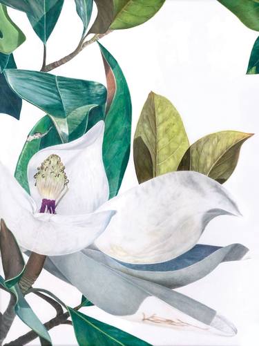 Original Realism Nature Drawings by Clarissa Patrianova Valaeys