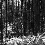 Northern Woods 4 - Limited Edition 1 of 3 by Justice Hyde