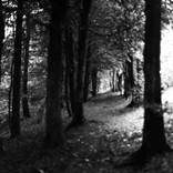 Northern Woods 5 - Limited Edition 1 of 3 by Justice Hyde