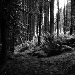 Northern Woods 6 - Limited Edition 1 of 3 by Justice Hyde
