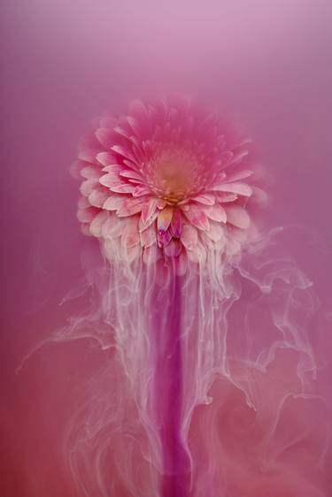 Original Abstract Botanic Photography by Angi Wallace