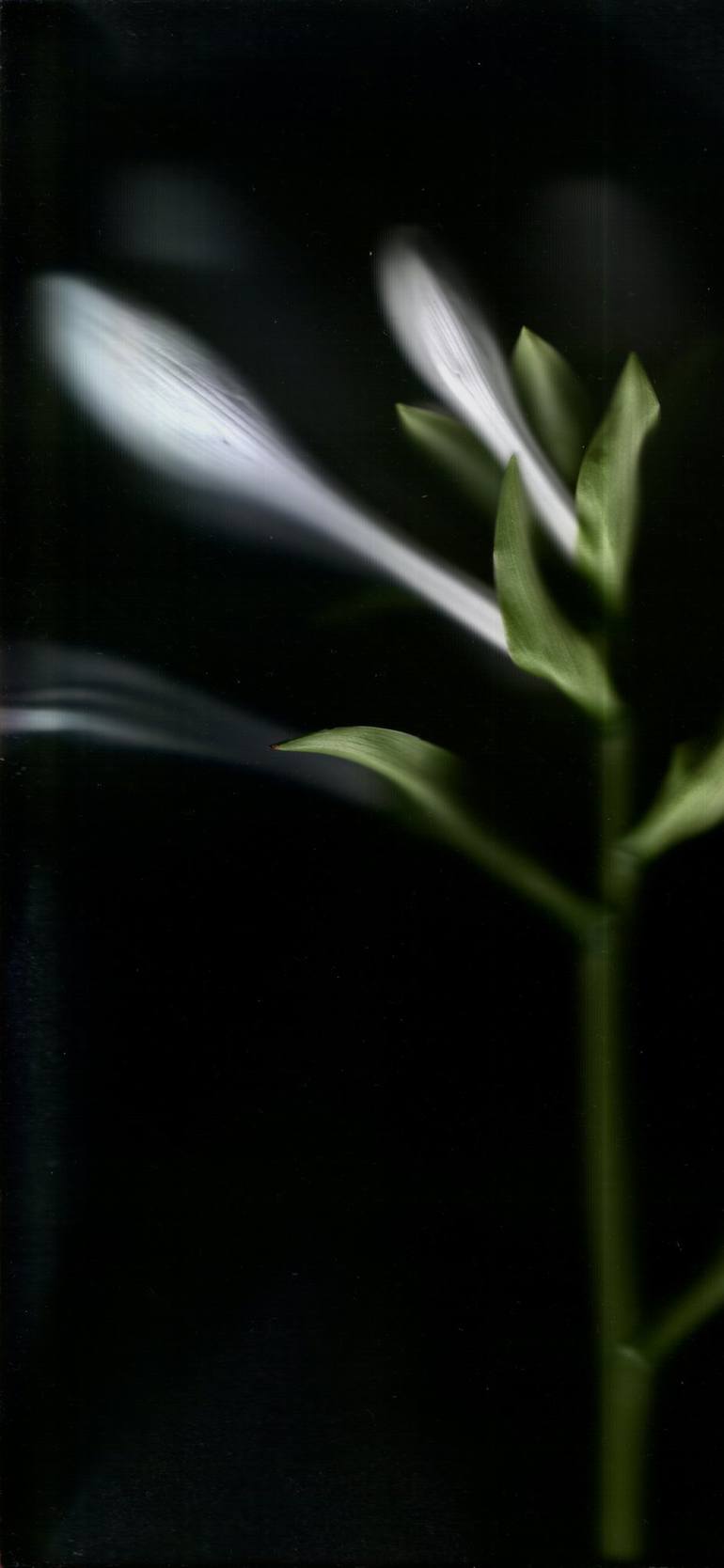 Original Contemporary Botanic Photography by Artem Bilozyorov