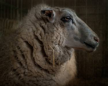 Original Realism Animal Photography by Robert Andrews