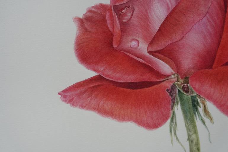 Original Illustration Botanic Painting by Caterina Francu