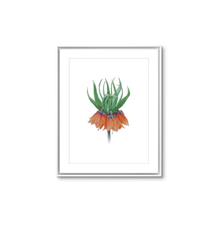 Original Illustration Botanic Painting by Caterina Francu