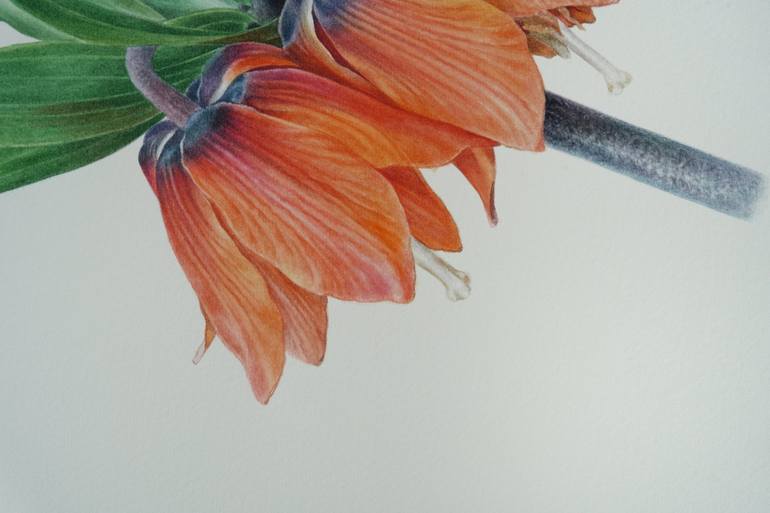 Original Illustration Botanic Painting by Caterina Francu