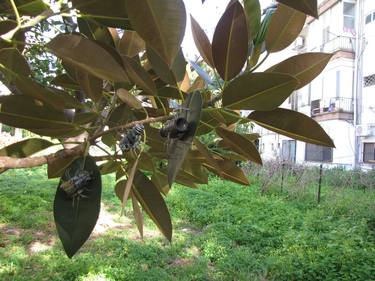 Original Street Art Nature Sculpture by Natalie Mandel