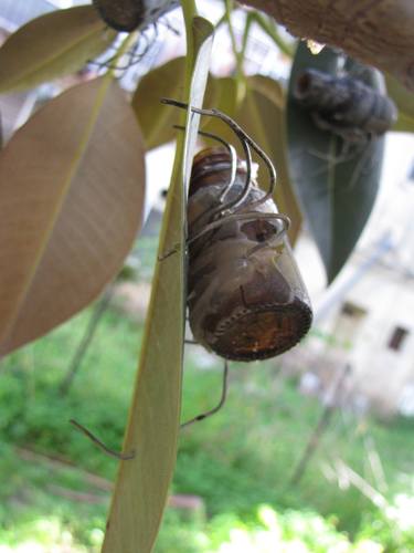 Original Nature Sculpture by Natalie Mandel